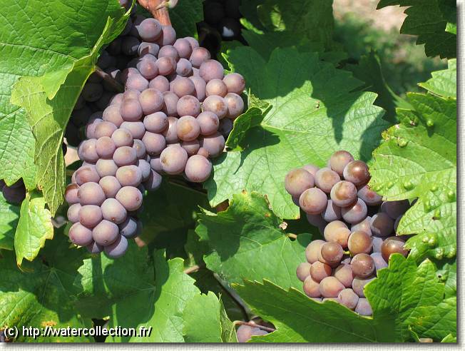 Diapositive suivante